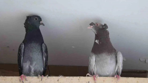 Asırlardır 'Türk Fısıldayıcısı'nın ötüşünü dinliyorlar