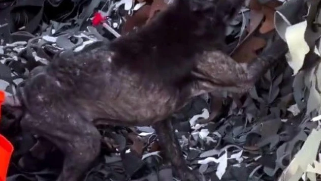 Ayağına lastik dolanan köpeğin yardımına hayvanseverler yetişti