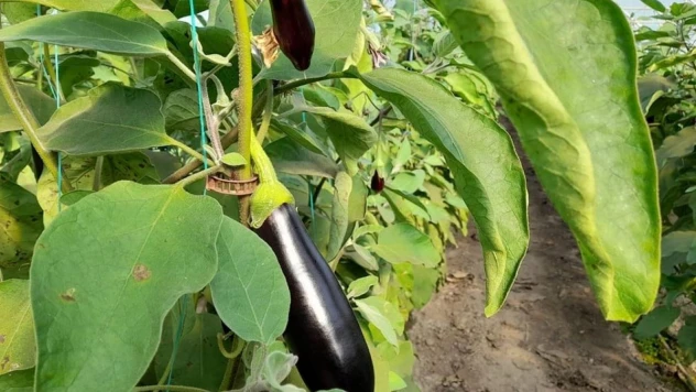 Aydın'da biyoteknik mücadele çalışmaları devam ediyor