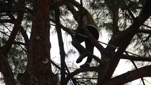 Aydın'da çam fıstığı mesaisi başladı