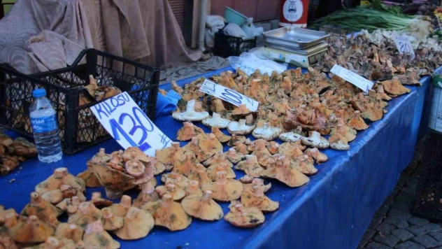 Aydın'da mantar bereketi