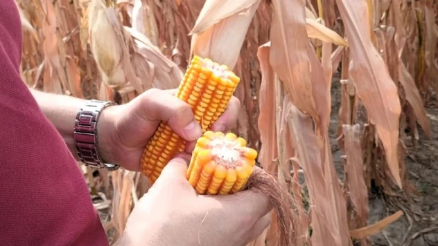 Babaeski'de yerli ve milli mısır üretimi