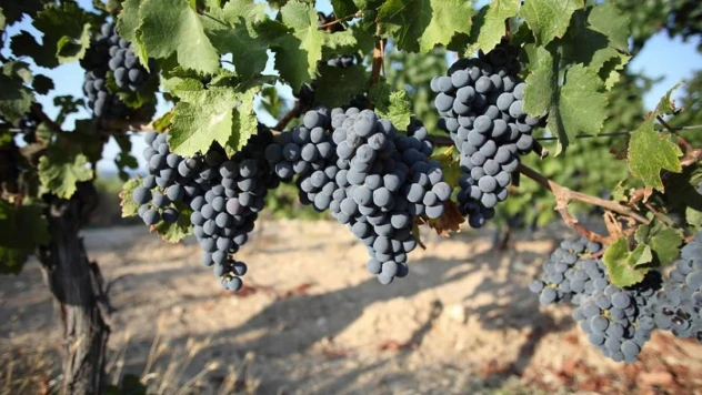 Bağ alanlarının üretim sezonuna hazırlanması