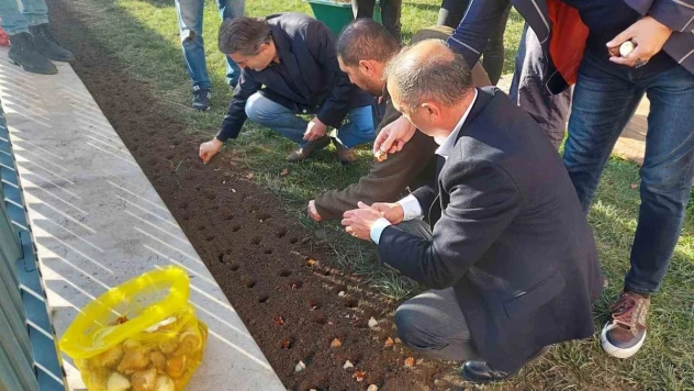 Baharı müjdeleyecek olan laleler Beyoğlu'nda toprağa dikildi