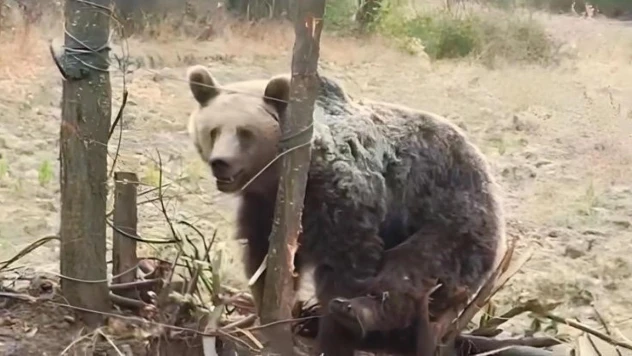 Bahçeye giren ayı vatandaşlara saldırmaya çalıştı: O anlar kamerada