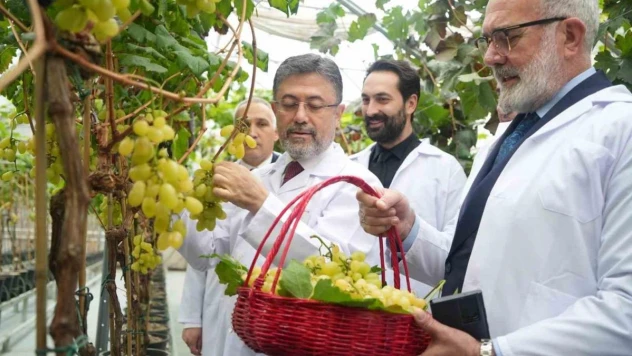 Bakan Yumaklı: 'Yılda iki kez üzüm hasadı yapılabilecek araştırmada sona gelindi'