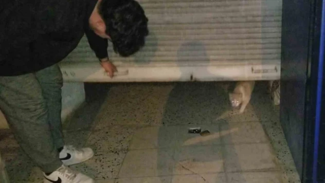 Bakkaldaki hırsızlık şüphelisi kedi çıktı