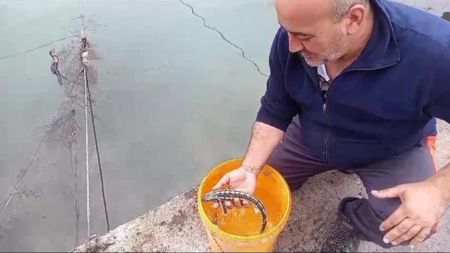 Balıkçı ağlarına takılan mersin balıkları denize salındı