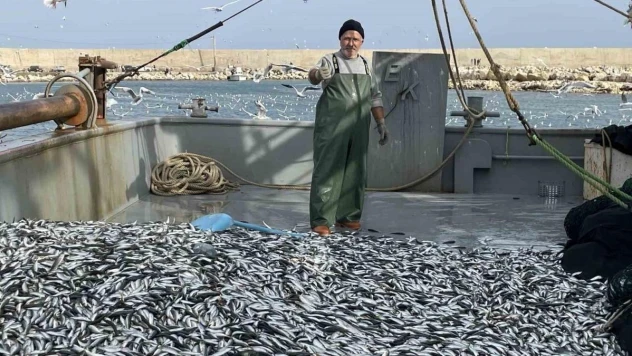 Balıkçının yüzü güldü: İstavrit bolluğu yaşandı