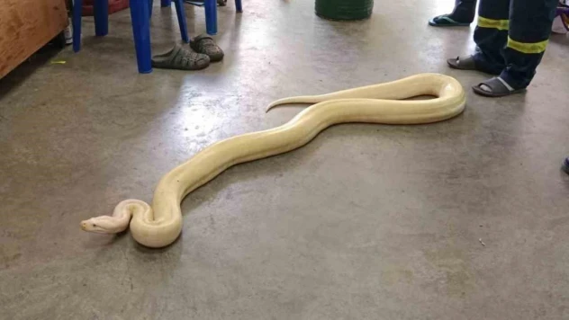 Bangkok'ta yaklaşık 4 metrelik dev piton bulundu