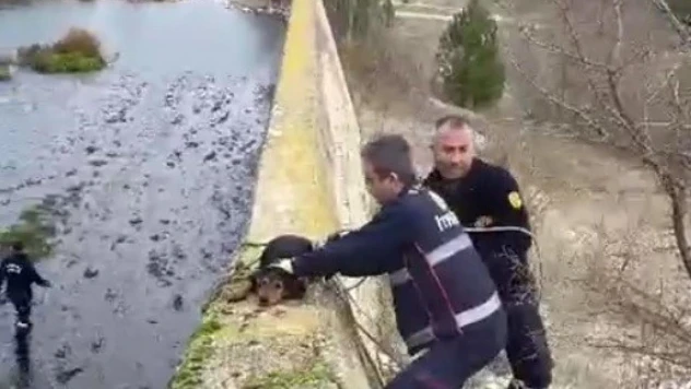 Baraja düşen köpek itfaiye erlerince kurtarıldı