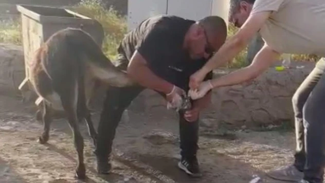 Başhekimden örnek davranış, yaralı eşeği tedavi etti