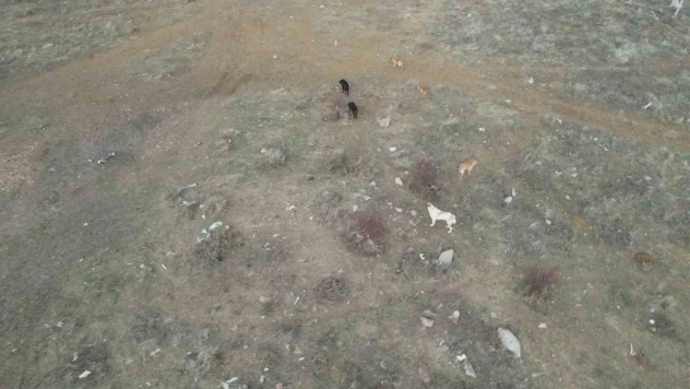 Başkent'te başıboş köpek sürüleri havadan görüntülendi