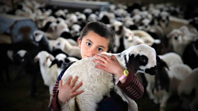 Bayburt'ta yeni doğan kuzularla birlikte besicilerde tatlı telaş yaşanıyor
