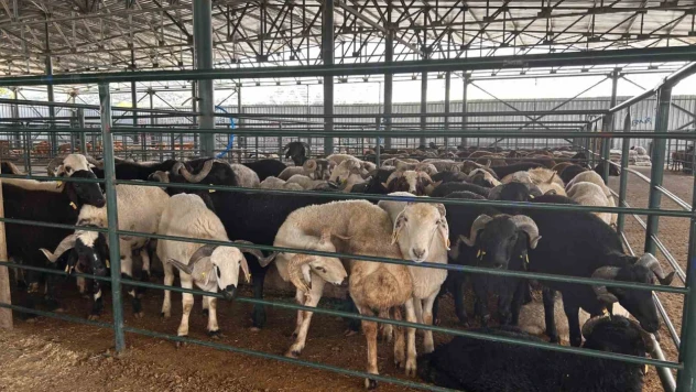 Bayrama sayılı günler kala kurban pazarında satışlar beklenenin altında kaldı