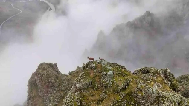 Belgeselleri aratmayan görüntüler Erzincan'da çekildi
