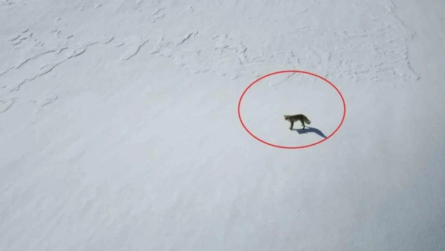 Beytüşşebap'ta tilkinin dron ile imtihanı