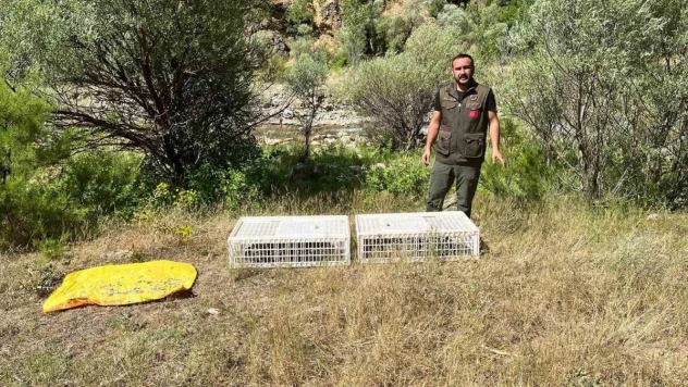 Bingöl'de doğaya 850 kınalı keklik salındı