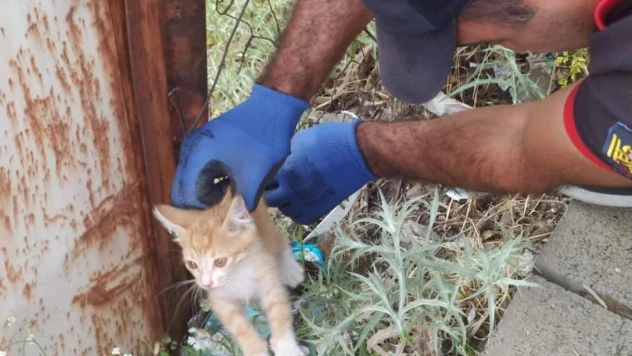 Bingöl'de tellere sıkışan yavru kediyi itfaiye kurtardı