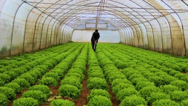 Bitkisel üretim bir önceki yıla göre arttı