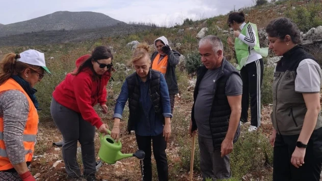 Bodrum'da 10 bin fidan toprakla buluştu