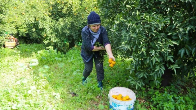 Bodrum mandalini zincir marketlerde