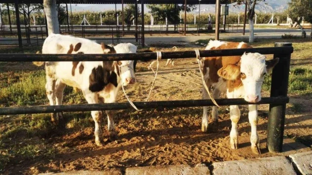 Böyle unutkanlık görülmedi