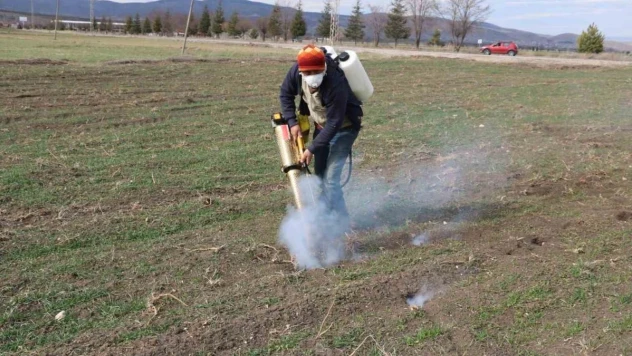 Bu ilçedeki çiftçilerin başı farelerle dertte