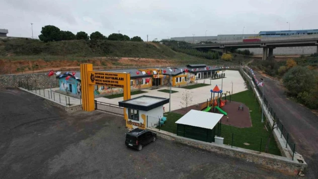 Bu merkez sokak hayvanlarına 'şifa' oluyor