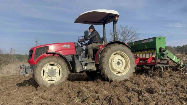 Buğdayların atası 12 bin yıllık siyez, toprakla buluştu