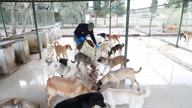 Burhaniye Belediyesi can dostlarına gözü gibi bakıyor