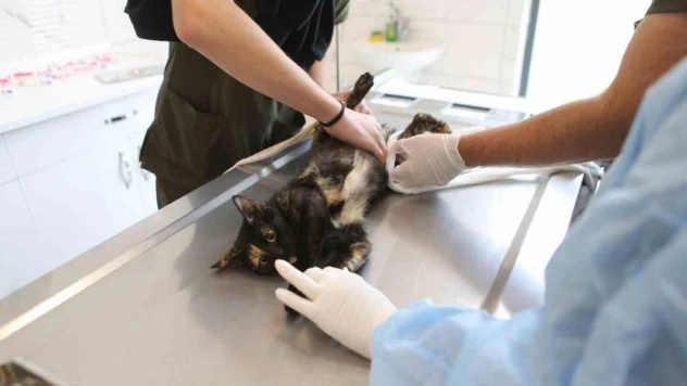 Büyükşehir, 2023 yılında 10 bini aşkın sokak hayvanına yardımcı oldu