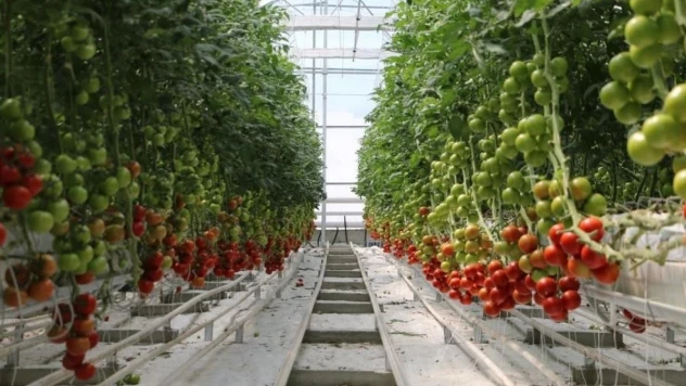 Büyükşehir seralarda sebze üretecek