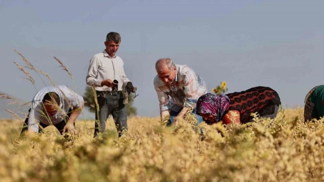 Büyükşehirden çiftçilere 70 ton nohut tohumu desteği