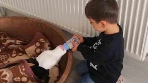 Buzağıyı biberonla besleyen çocuk yürekleri ısıttı