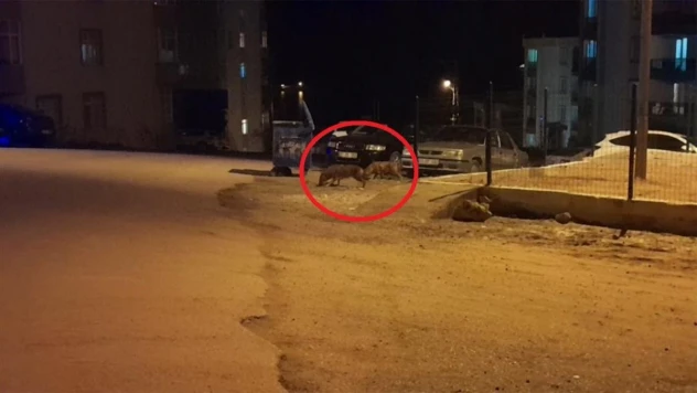 Çakallar şehre indi