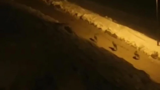 Çatak'ta kurt sürüsü görüldü