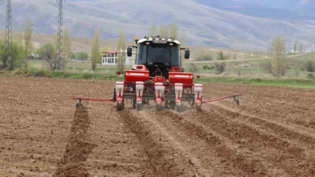 Çayırlı'da ayçiçeği ekimi başladı