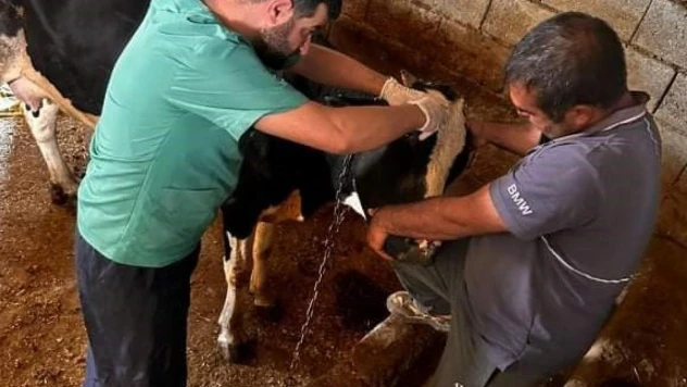 Çermik'te buzağı desteği müracaattı başlandı