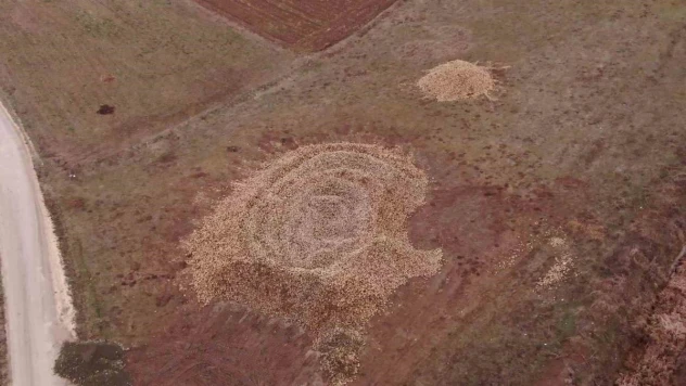 Çiftçilerin ürettiği tonlarca şeker pancarı tarlada kaldı