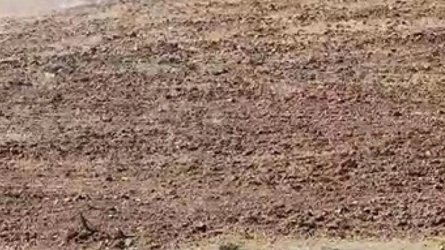 Çiftçinin kabusu domuz sürüsü görüntülendi