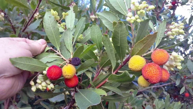 Cilt siğillerinin düşmanı 'Dağ Çileği'