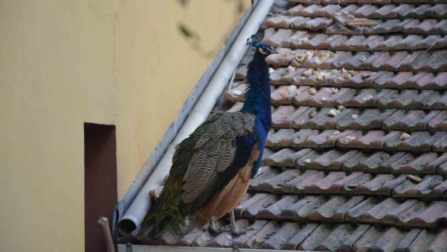 CİMER'e şikayet edilen tavus kuşunun süresi doluyor