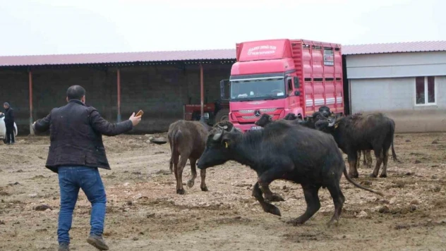 Çivril'in büyük umutlarla kurulan çiftlikteki mandalar satıldı