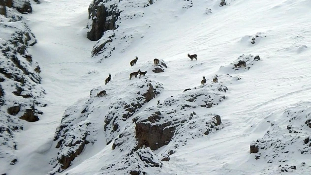 Dağ keçileri Munzur Dağlarına renk katıyor