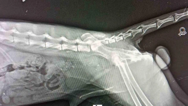 Datça'da yaralı bulunan Tilki tedaviye alındı