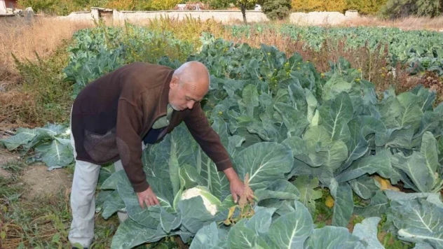 Deneme amaçlı karnabahar dikti, şimdi siparişlere yetişemiyor