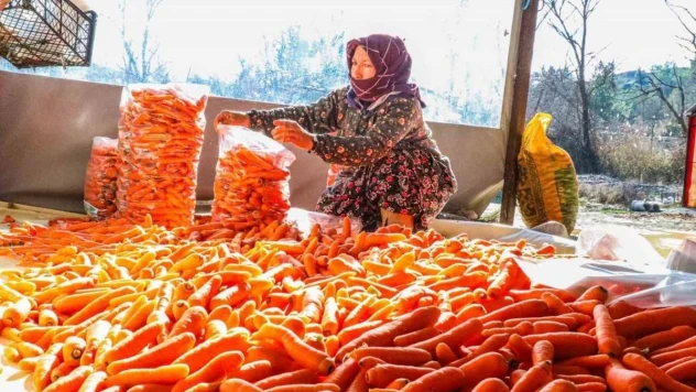 Denizli'nin Çakır havucunda hasat başladı