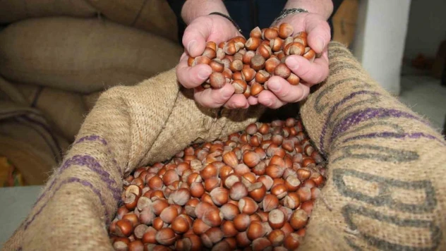 Denizli'nin yükselen ihracat ürünü fındık