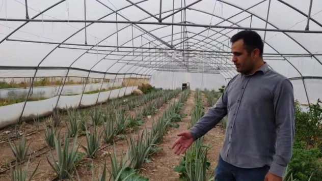 Derecik'te ilk kez yetiştirilen aloe vera üreticiyi memnun etti